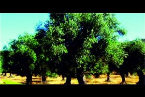Campos y fincas Venta  Campos y fincas | VENTA DE OLIVOS